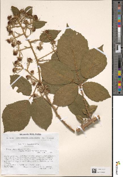 spécimen de Rubus pallidus