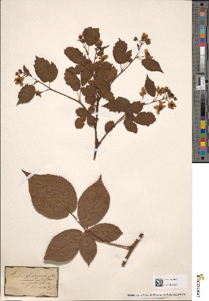 spécimen de Rubus sp.