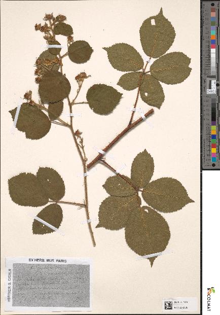 spécimen de Rubus pallidus