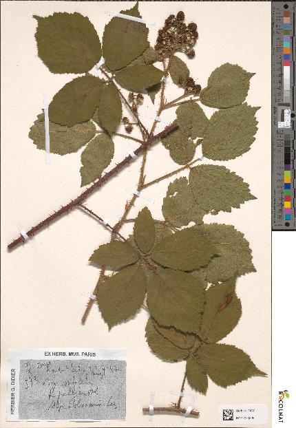 spécimen de Rubus pallidus