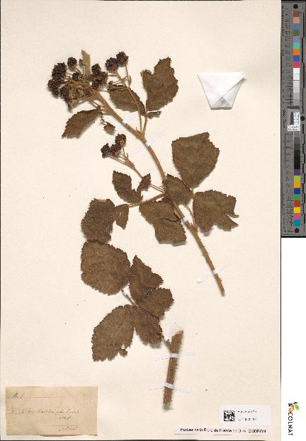 spécimen de Rubus corylifolius