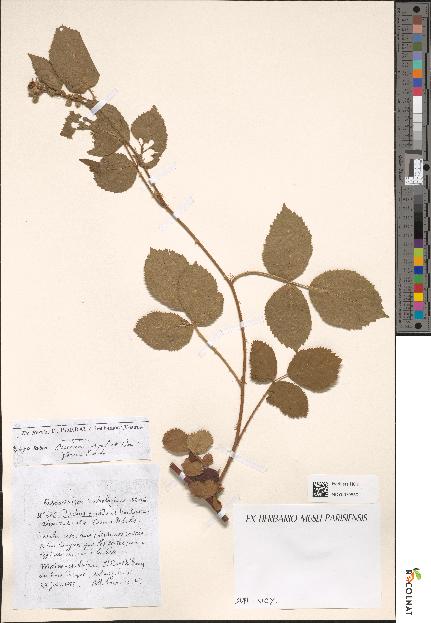 spécimen de Rubus occiduus