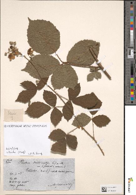 spécimen de Rubus miticaulis