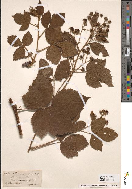 spécimen de Rubus sp.