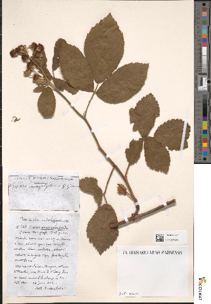 spécimen de Rubus macrophylloides