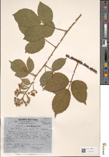 spécimen de Rubus adornatus