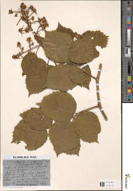 spécimen de Rubus rivularis x hirtus