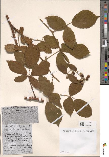 spécimen de Rubus striatus