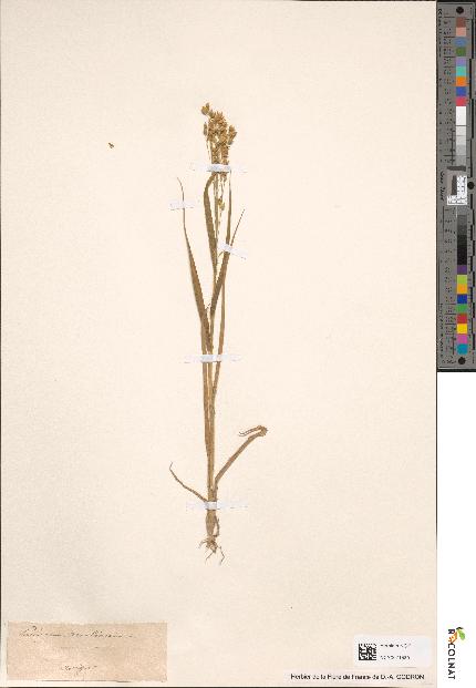 spécimen de Panicum miliaceum