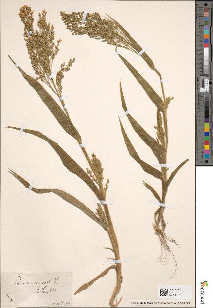 spécimen de Panicum miliaceum