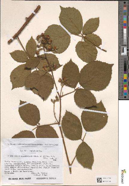 spécimen de Rubus melanoxylon