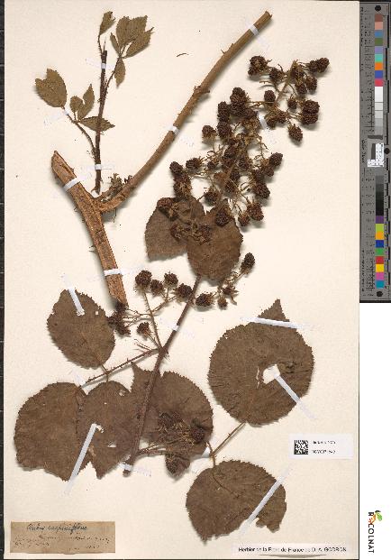 spécimen de Rubus carpinifolius