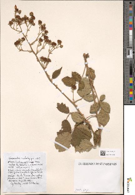 spécimen de Rubus rusticanus