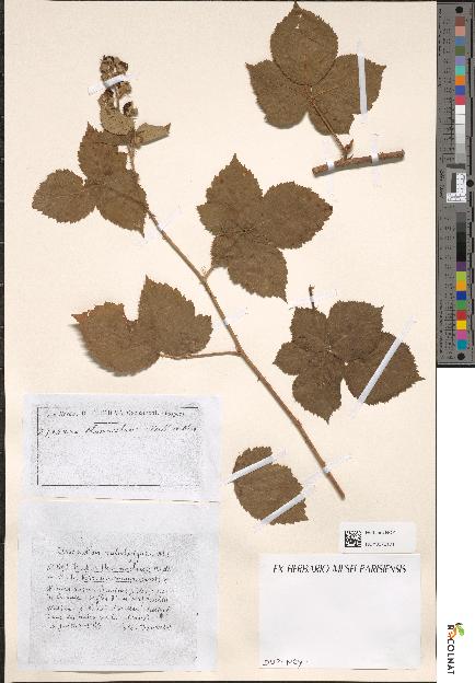 spécimen de Rubus thamnocharis