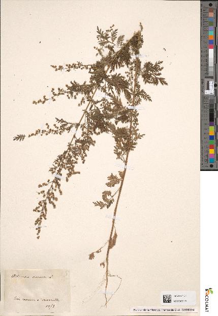 spécimen de Artemisia annua