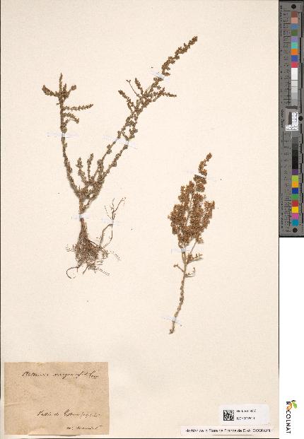 spécimen de Artemisia arragonensis