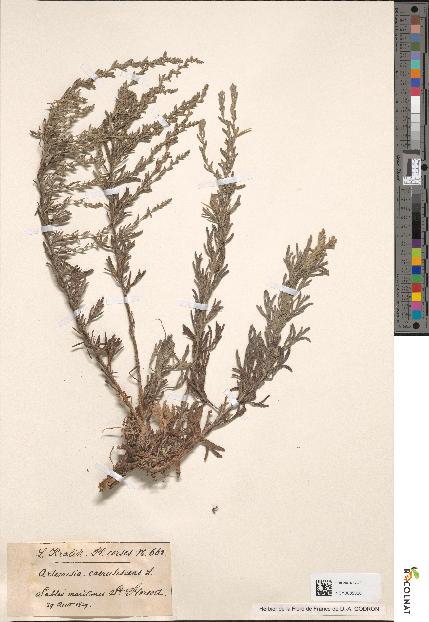 spécimen de Artemisia caerulescens