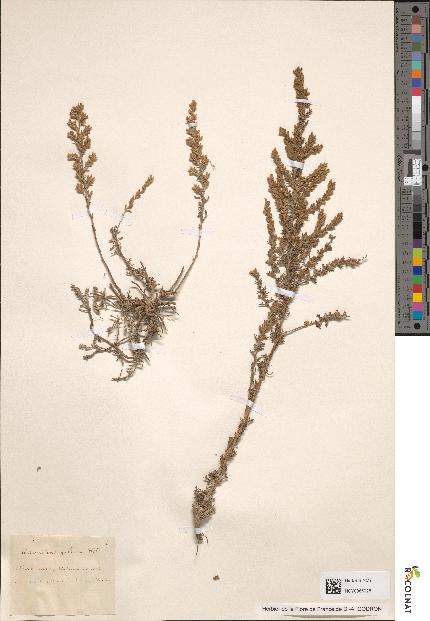 spécimen de Artemisia maritima