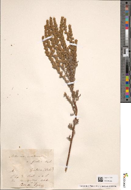 spécimen de Artemisia maritima