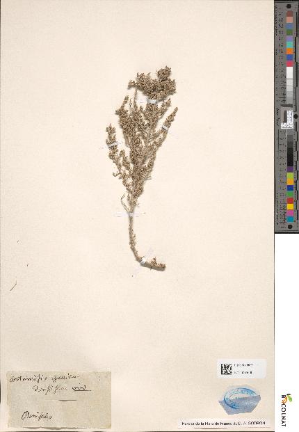 spécimen de Artemisia maritima