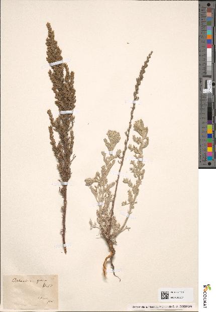 spécimen de Artemisia maritima