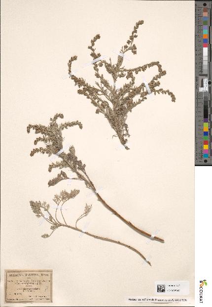 spécimen de Artemisia maritima