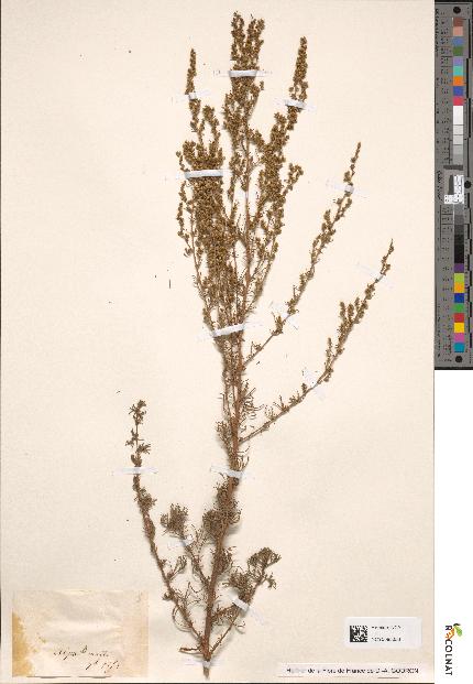 spécimen de Artemisia campestris