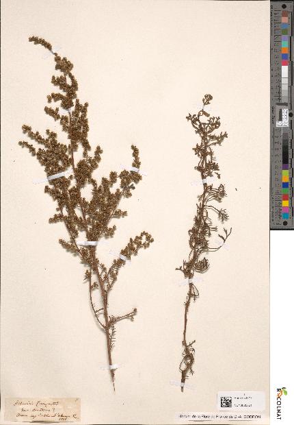 spécimen de Artemisia campestris