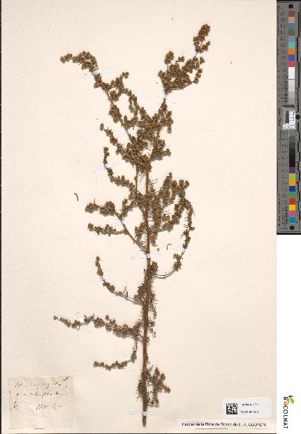 spécimen de Artemisia campestris