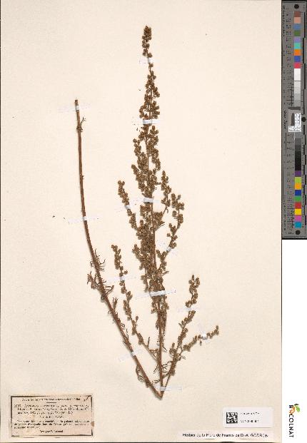 spécimen de Artemisia campestris