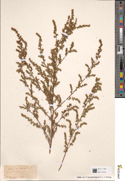 spécimen de Artemisia campestris