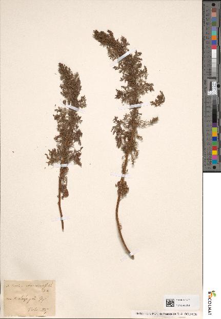 spécimen de Artemisia chamaemelifolia