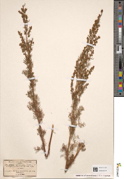 spécimen de Artemisia chamaemelifolia