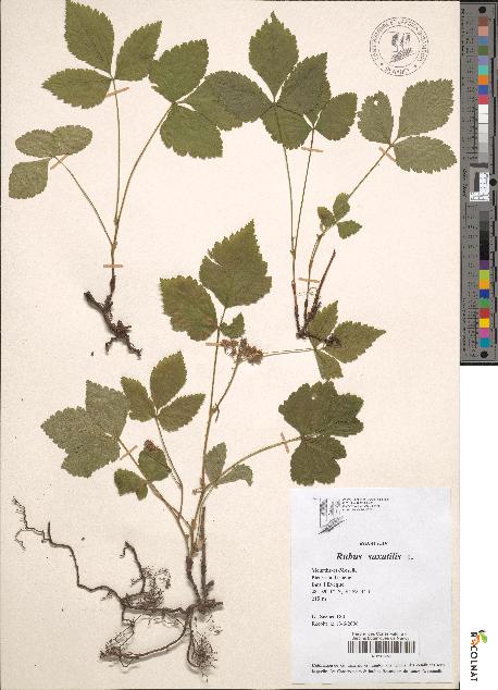 spécimen de Rubus saxatilis