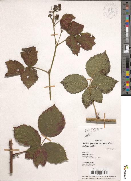 spécimen de Rubus grossus