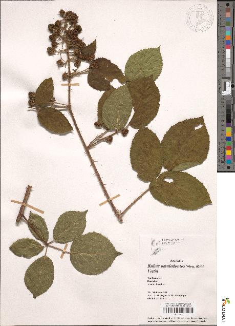 spécimen de Rubus omalodontus