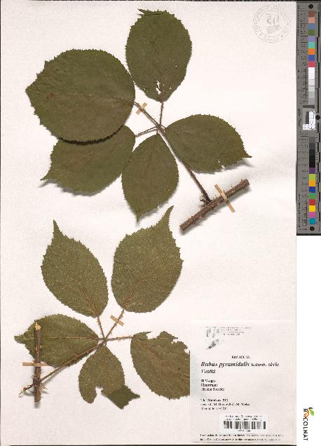 spécimen de Rubus pyramidalis