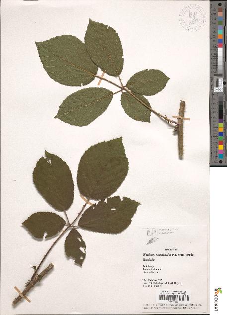 spécimen de Rubus saxicolus