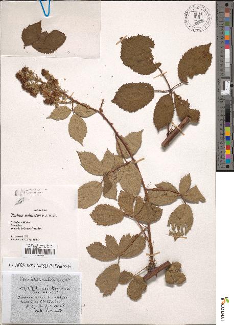 spécimen de Rubus robustus