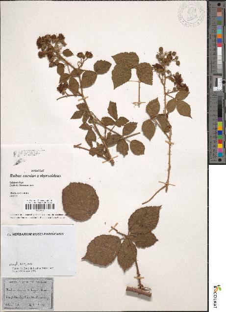 spécimen de Rubus caesius x thyrsoideus