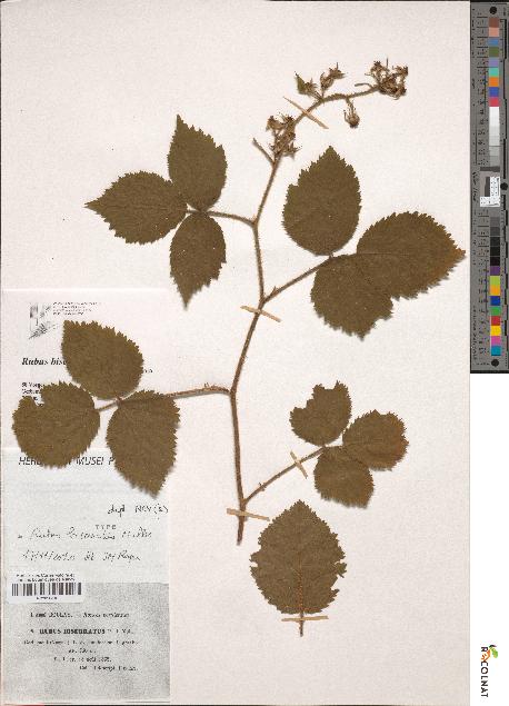 spécimen de Rubus biserratus