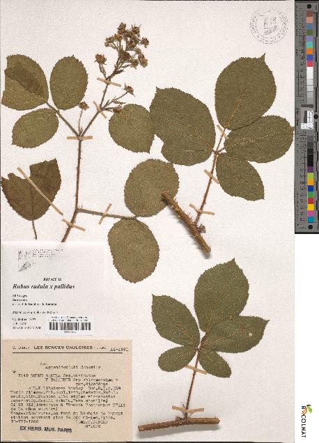 spécimen de Rubus radula x pallidus