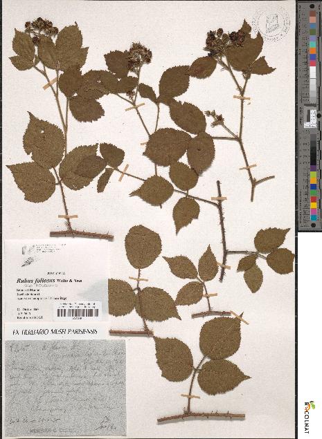 spécimen de Rubus foliosus