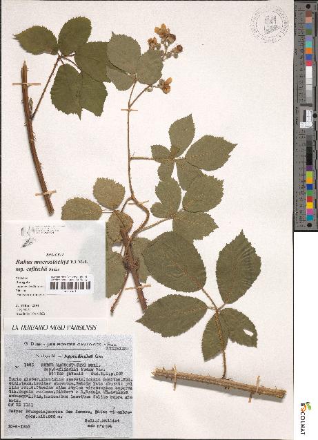 spécimen de Rubus macrostachys