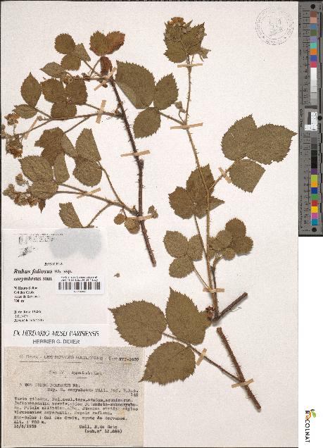 spécimen de Rubus foliosus