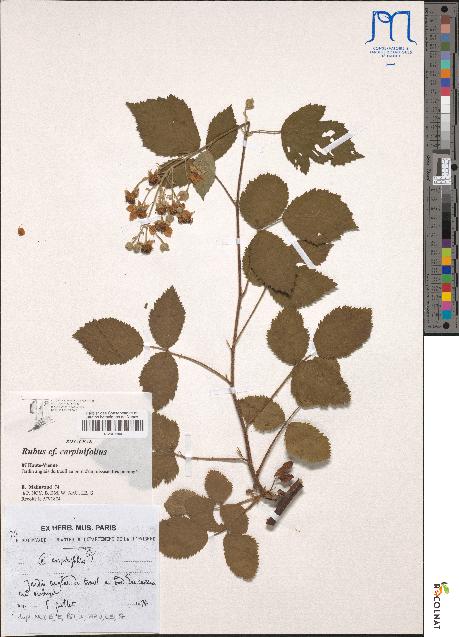 spécimen de Rubus carpinifolius