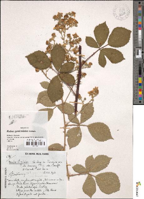 spécimen de Rubus geniculatus