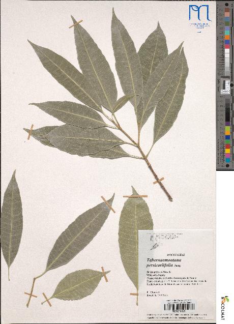 spécimen de Tabernaemontana persicariifolia