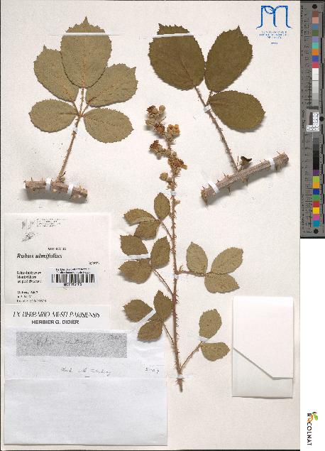 spécimen de Rubus ulmifolius