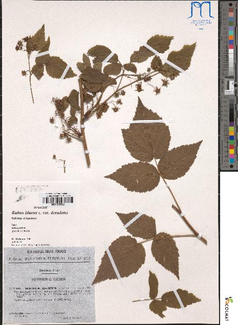 spécimen de Rubus idaeus